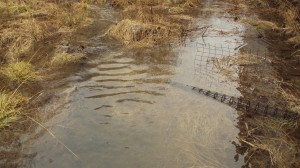 pond (no longer)