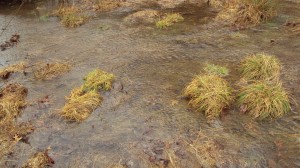 stream (river)
