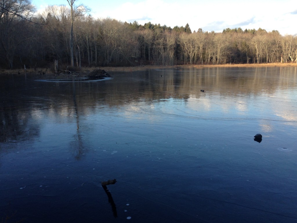 beaver dam